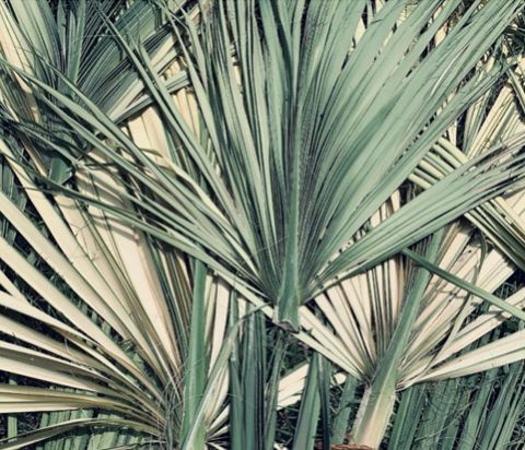 Palm fronds